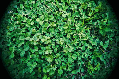 St-Patricks-Day-Photos-11