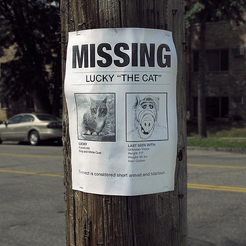 Funny Lost and Found Pet Flyer