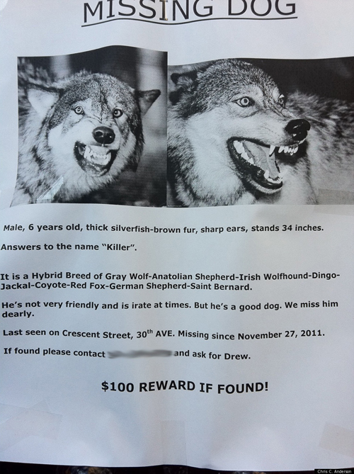 Funny Lost Dog Flyer