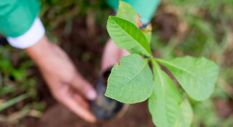corporate social responsibility tree planting
