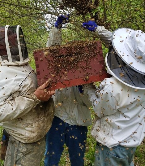Apiary swarms, May 2019