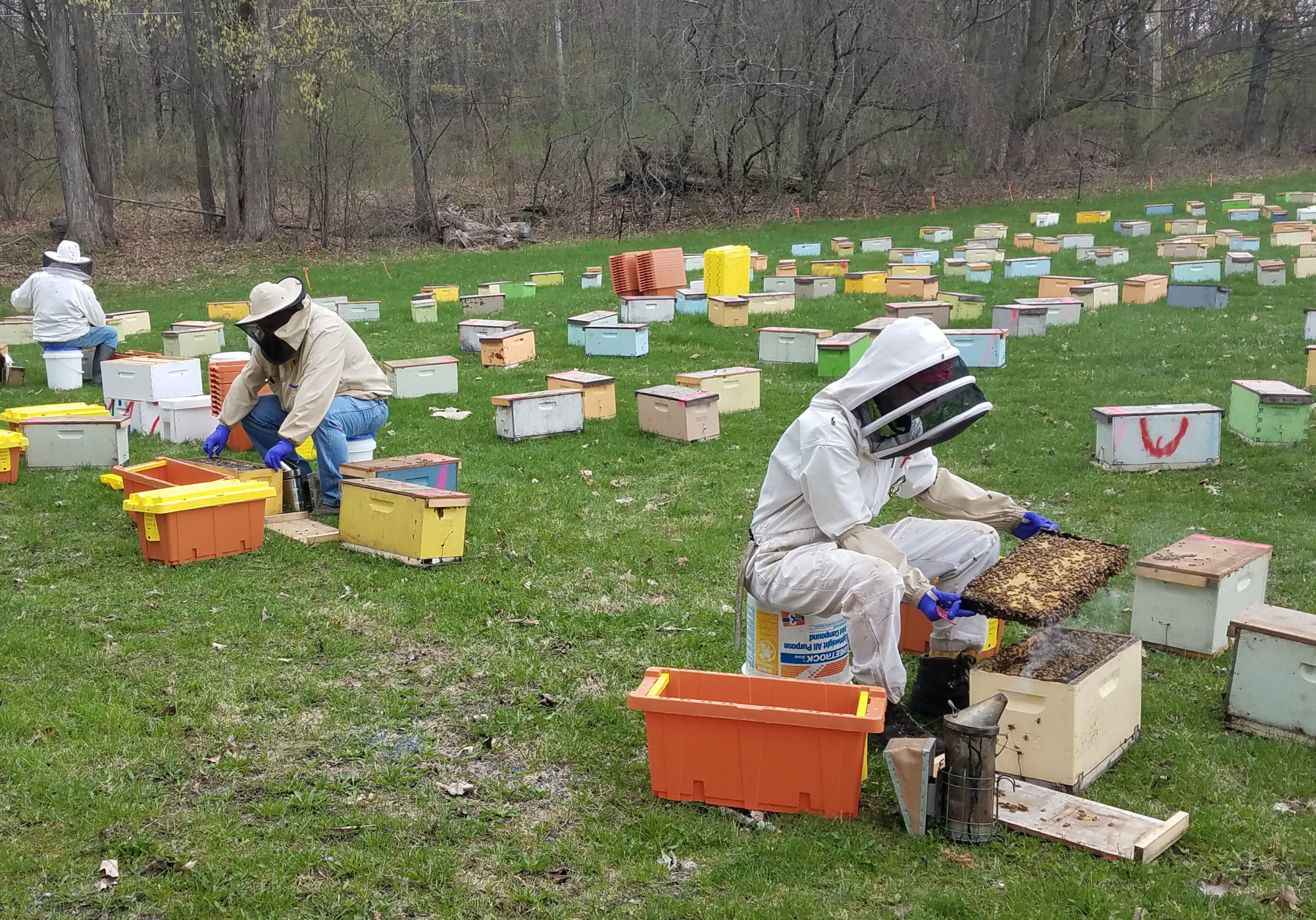 Transferring bees into nuc boxes