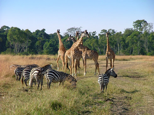 Standoff in Africa: Zebras vs Giraffes